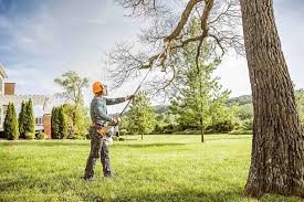 Best Fruit Tree Pruning  in Briarcliff Manor, NY